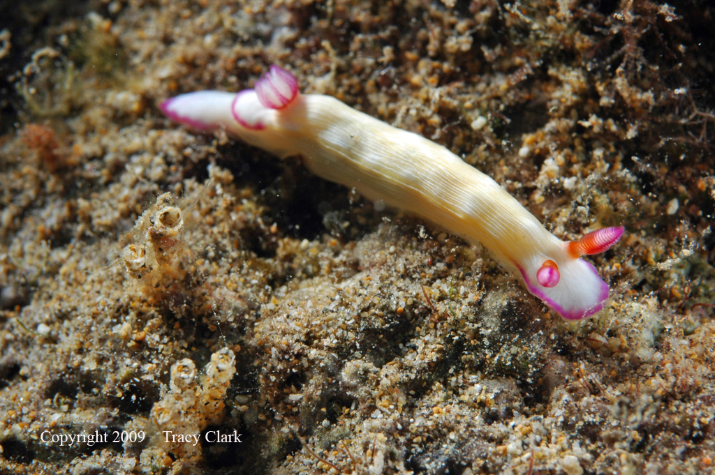 Hypselodoris violabranchia